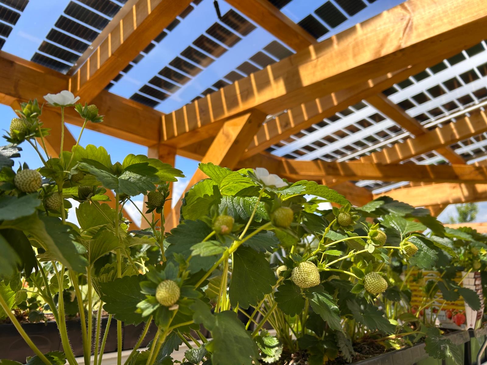 BeerenKlima auf der Landesgartenschau Thüringen Leinefelde-Worbis 2026